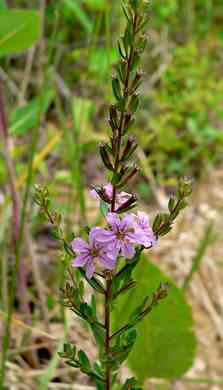 image of Lythrum alatum, Northern Winged Loosestrife