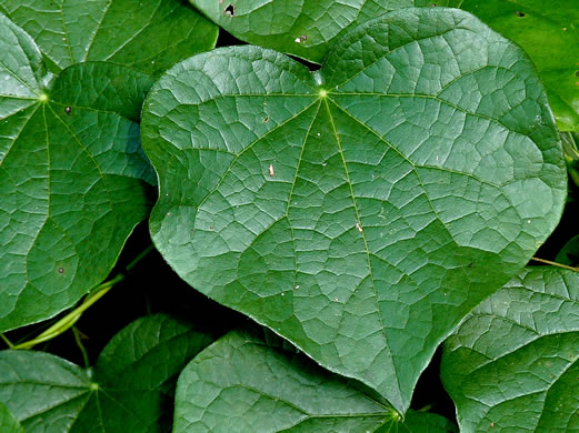 image of Menispermum canadense, Moonseed, Yellow Parilla