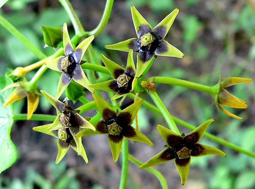 image of Gonolobus suberosus var. suberosus, Eastern Anglepod