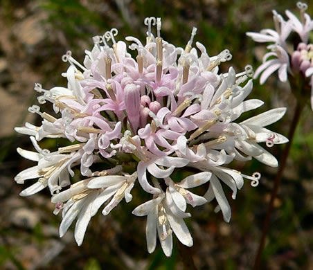 image of Marshallia mohrii, Coosa Barbara's-buttons