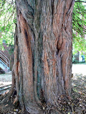 image of Maclura pomifera, Osage-orange, Hedge-apple, Bow-wood