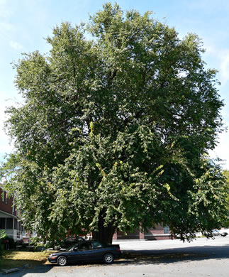 image of Maclura pomifera, Osage-orange, Hedge-apple, Bow-wood