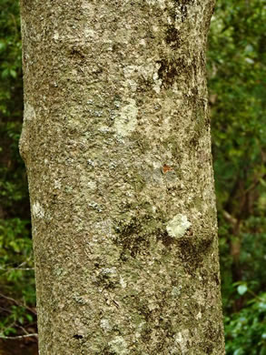 image of Magnolia tripetala, Umbrella Magnolia, Umbrella-tree