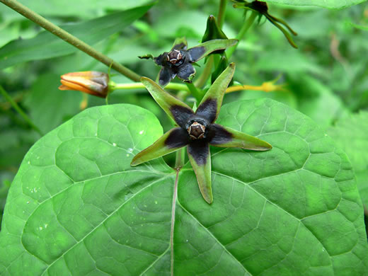 image of Gonolobus suberosus var. suberosus, Eastern Anglepod