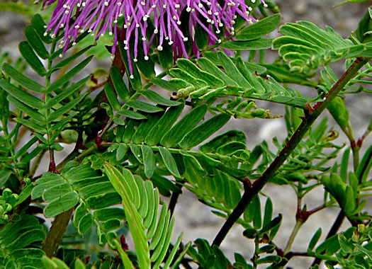 image of Mimosa strigillosa, Mimosa Vine, Sensitive Vine, Powderpuff Mimosa, Vergonzosa