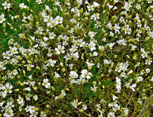 image of Geocarpon glabrum, Appalachian Sandwort