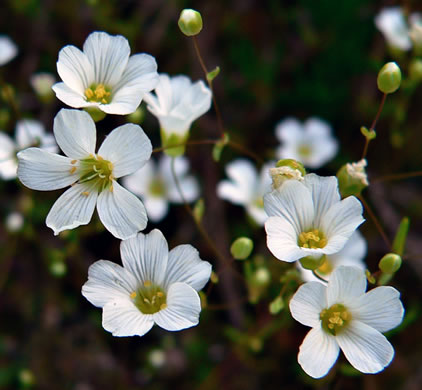 image of Geocarpon glabrum, Appalachian Sandwort