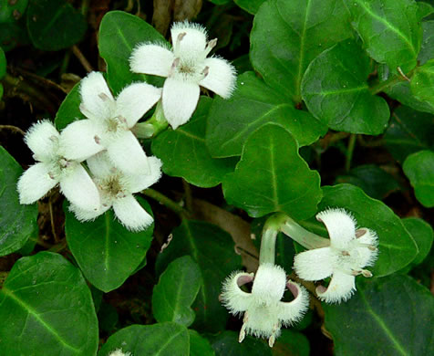 image of Mitchella repens, Partridgeberry, Twinflower