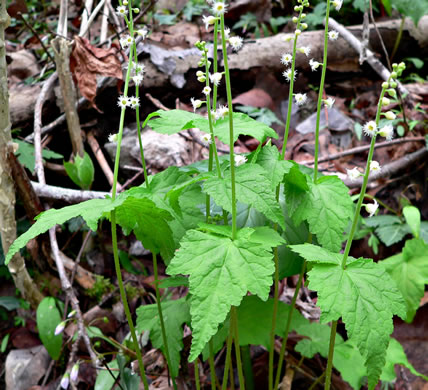 image of Mitella diphylla, Two-leaved Miterwort, Bishop's Cap