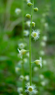 image of Mitella diphylla, Two-leaved Miterwort, Bishop's Cap