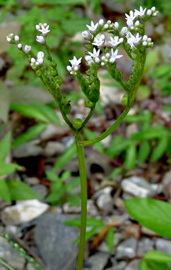 image of Mitreola petiolata, Caribbean Miterwort, Lax Hornpod