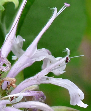 image of Monarda fistulosa +, Wild Bergamot