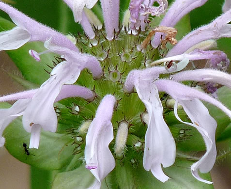 image of Monarda fistulosa +, Wild Bergamot