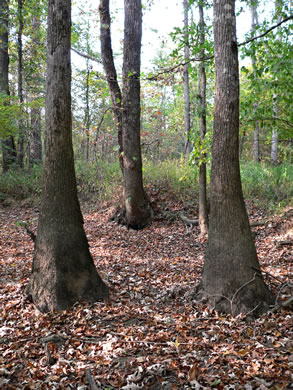 image of Nyssa aquatica, Water Tupelo, Cotton Gum, Tupelo Gum