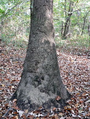 image of Nyssa aquatica, Water Tupelo, Cotton Gum, Tupelo Gum