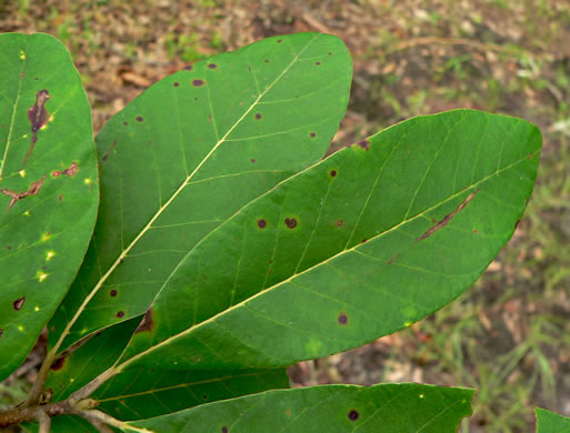 image of Nyssa ogeche, Ogeechee Tupelo, Ogeechee Lime, Ogeechee Plum