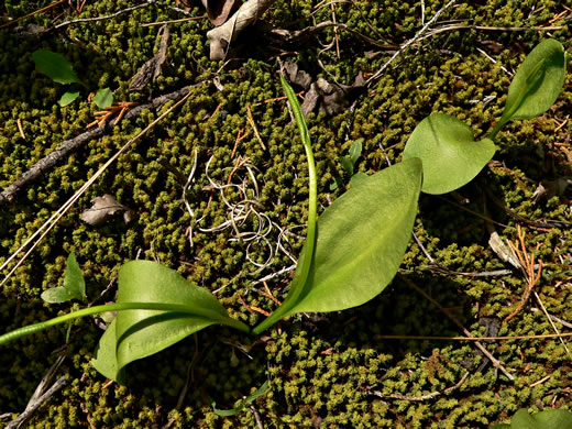 image of Ophioglossum engelmannii, Engelmann's Adder's-tongue, Limestone Adder's-tongue