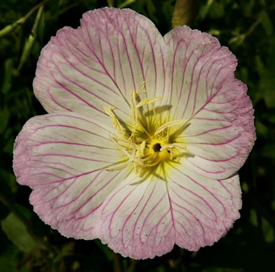 image of Oenothera speciosa, Showy Evening Primrose, White Evening Primrose, Pink-ladies, Pink Evening Primrose