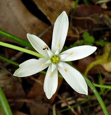 image of Ornithogalum umbellatum, Garden Star-of-Bethlehem, Snowflake, Nap-at-noon