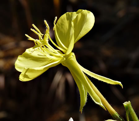 image of Oenothera biennis, Common Evening-primrose