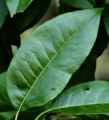 image of Oxydendrum arboreum, Sourwood, Sorrel-tree