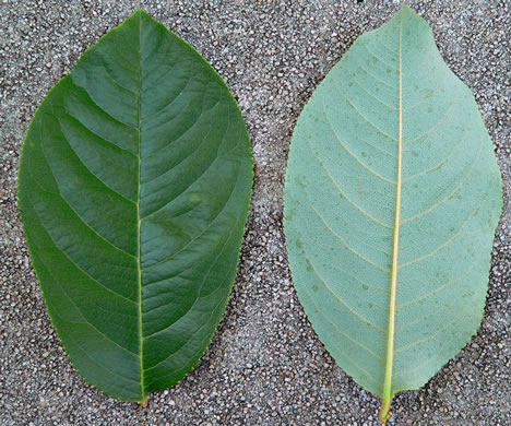 image of Prunus alabamensis, Alabama Black Cherry