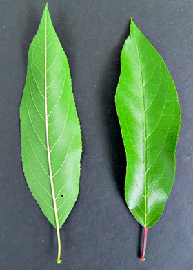 image of Prunus angustifolia, Chickasaw Plum, Sandhill Plum, Florida Sand Plum, Sand Plum