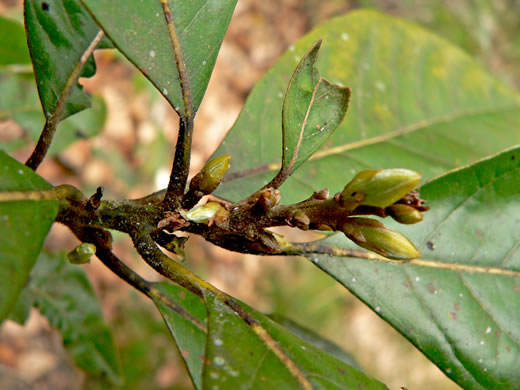 image of Tamala borbonia, Upland Redbay, Tisswood