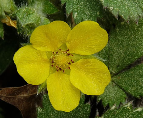 image of Potentilla canadensis, Dwarf Cinquefoil, Running Five-fingers