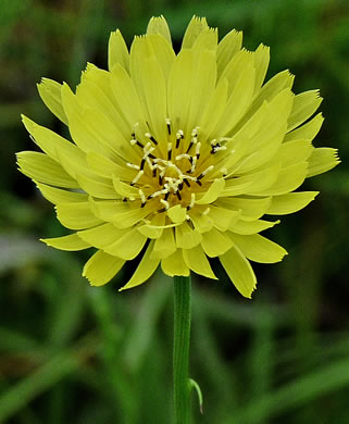 image of Pyrrhopappus carolinianus, Carolina False-dandelion, Carolina Desert-chicory