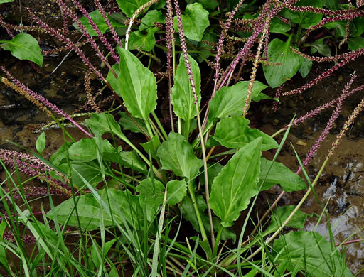 image of Plantago cordata, Heartleaf Plantain, King-root