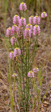 image of Polygala curtissii, Curtiss's Milkwort, Appalachian Milkwort