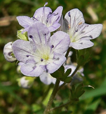 Appalachian Phacelia