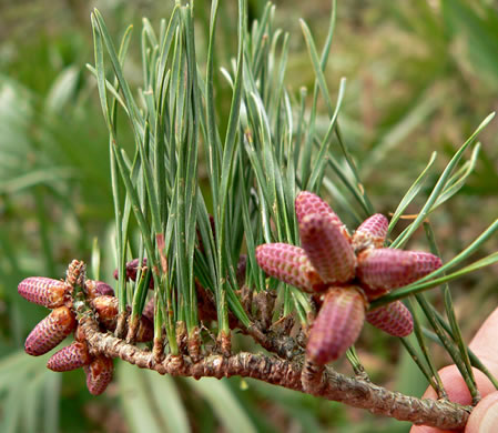 image of Pinus glabra, Spruce Pine, Walter's Pine