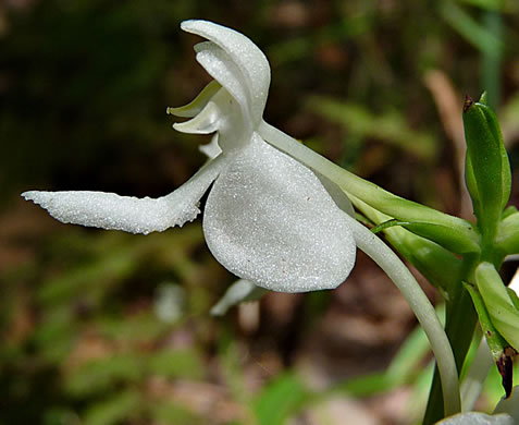 image of Platanthera integrilabia, Monkey-face Orchid, White Fringeless Orchid