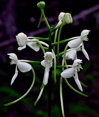 image of Platanthera integrilabia, Monkey-face Orchid, White Fringeless Orchid