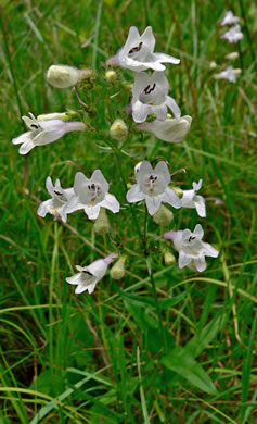 image of Penstemon laevigatus, Smooth Beardtongue, Eastern Beardtongue, Eastern Smooth Beardtongue