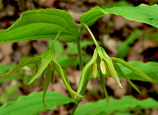 image of Prosartes lanuginosa, Yellow Mandarin, Yellow Fairybells