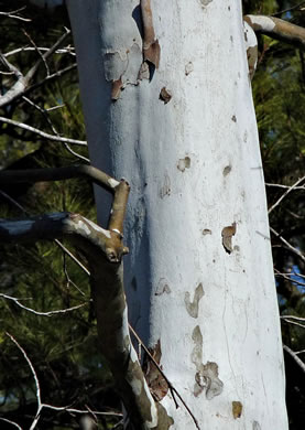 image of Platanus occidentalis var. occidentalis, American Sycamore, Planetree