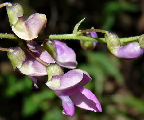 image of Phaseolus polystachios, Wild Bean, Wild Kidney Bean, Thicket Bean