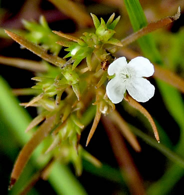 image of Polypremum procumbens, Juniperleaf, Polypremum, Rustweed