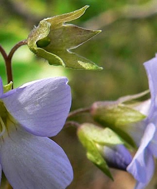 image of Polemonium reptans var. reptans, Spreading Jacob's-ladder, Creeping Jacob's-ladder, Greek Valerian