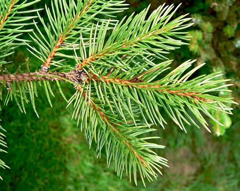 Picea rubens, Red Spruce, He Balsam