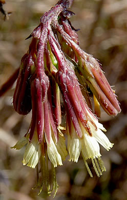 image of Nabalus serpentaria, Lion's-foot Rattlesnake-root, Gall-of-the-Earth