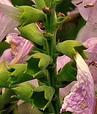 image of Physostegia virginiana ssp. praemorsa, Southern Obedient-plant