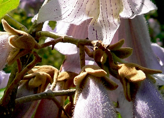 image of Paulownia tomentosa, Princess Tree, Empress Tree, Royal Paulownia