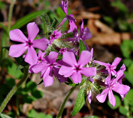 image of Phlox amoena, Hairy Phlox, Chalice Phlox