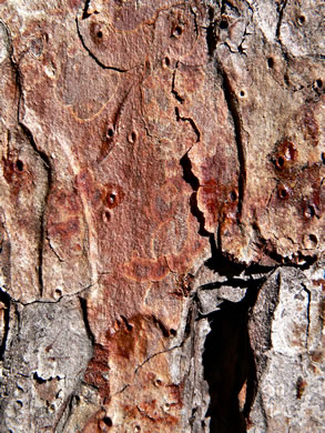 image of Pinus echinata, Shortleaf Pine, Yellow Pine, Rosemary Pine