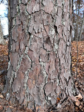 image of Pinus echinata, Shortleaf Pine, Yellow Pine, Rosemary Pine