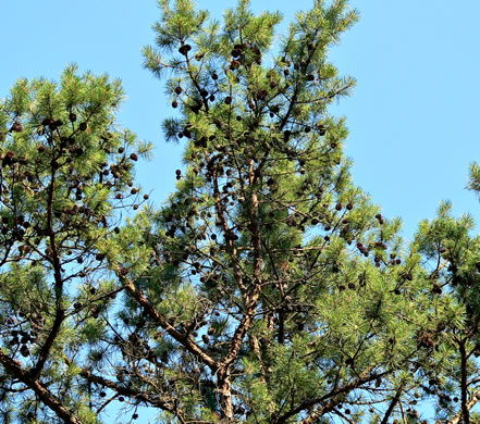 image of Pinus echinata, Shortleaf Pine, Yellow Pine, Rosemary Pine